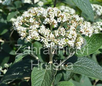 kalina - Viburnum rhytidophylum 'Willowwood'