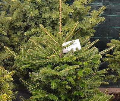 jedle - Abies koreana..