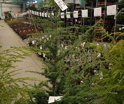 jedlovec - Tsuga heterophylla 'Glauca'