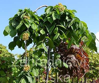 jilm - Ulmus glabra 'Camperdownii'
