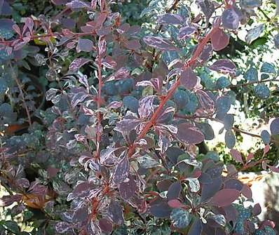 dřišťál - Berberis thunbergii 'Rose Glow'