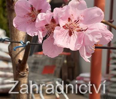 broskvoň - Prunus Hungaria Red