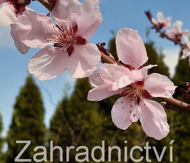 broskvoň - Prunus Hungaria Red