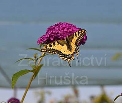 komule - Buddleja davidii 'Royal Red'
