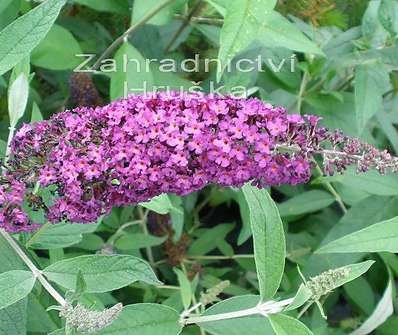 komule - Buddleja davidii 'Royal Red'
