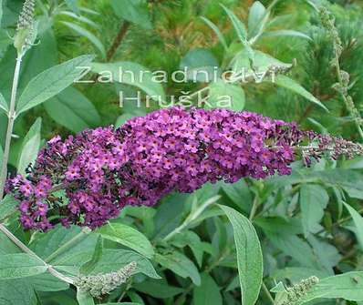 komule - Buddleja davidii 'Royal Red'
