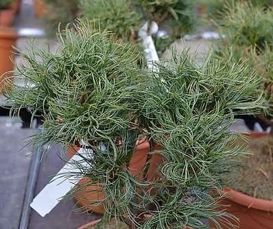 Borovice - Pinus strobus 'Green Curls'