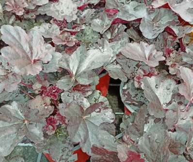 Heuchera Obsidian