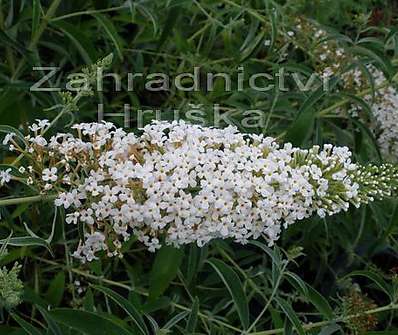 komule - Buddleja davidii 'White Profusion´