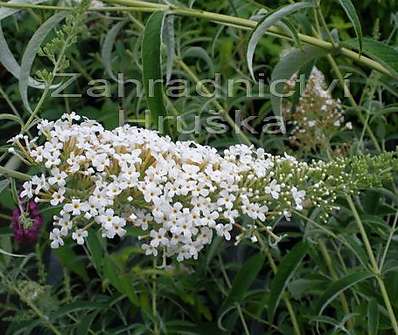 komule - Buddleja davidii 'White Profusion´