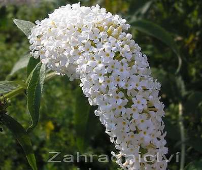 komule - Buddleja davidii 'White Profusion´