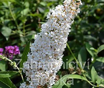 komule - Buddleja davidii 'White Profusion´