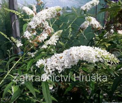 komule - Buddleja davidii 'White Profusion´