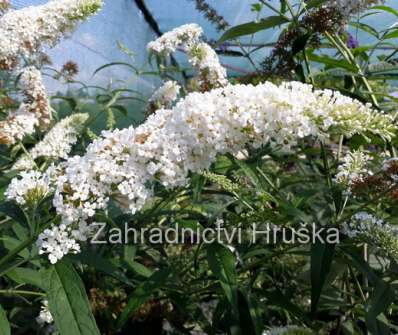 komule - Buddleja davidii 'White Profusion´