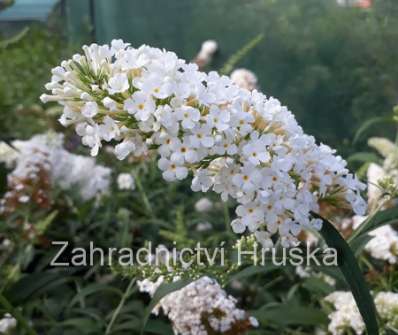 komule - Buddleja davidii 'White Profusion´