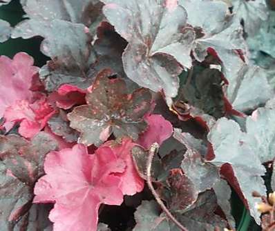 Heuchera Midnight Rose