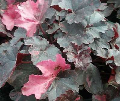 Heuchera Midnight Rose