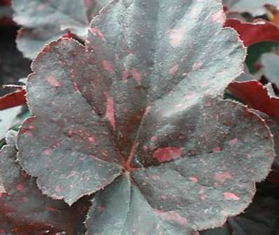 Heuchera Midnight Rose