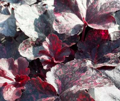 Heuchera Midnight Rose