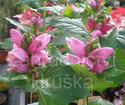 Chelone obliqua