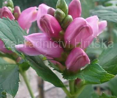 Chelone obliqua