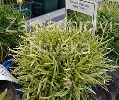 Armeria maritima Nifty Thrifty