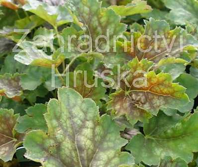 Heuchera Marvelous Marble