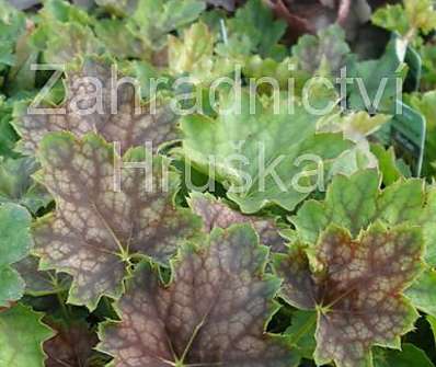 Heuchera Marvelous Marble