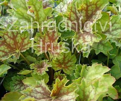 Heuchera Marvelous Marble