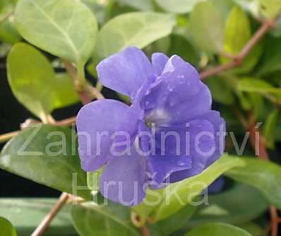 Vinca minor Panta