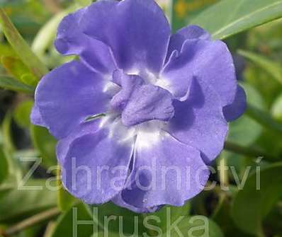 Vinca minor Panta