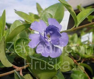 Vinca minor Panta