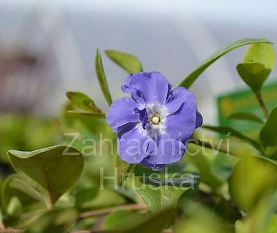 Vinca minor Panta