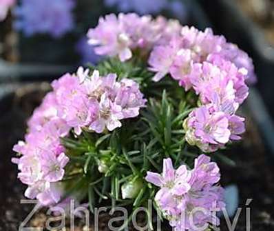 Armeria juniperifolia