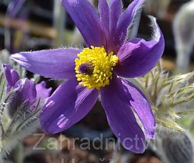 Pulsatilla vulgaris Pinwheel Blue Violet