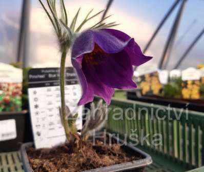Pulsatilla vulgaris Pinwheel Blue Violet