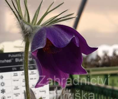 Pulsatilla vulgaris Pinwheel Blue Violet