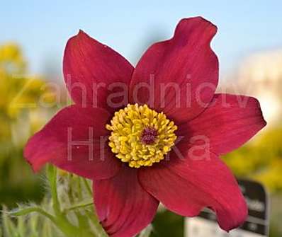 Pulsatilla vulgaris Pinwheel Dark Red