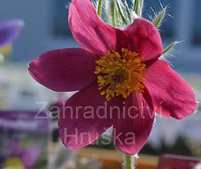 Pulsatilla vulgaris Pinwheel Dark Red