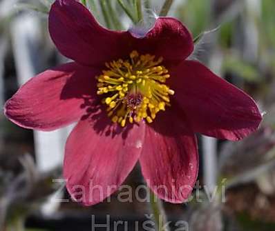 Pulsatilla vulgaris Pinwheel Dark Red