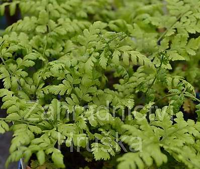 kapraď - Dryopteris dilatata (austriaca)