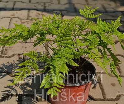 kapraď - Dryopteris dilatata (austriaca)