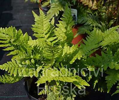 kapraď - Dryopteris filix - mas