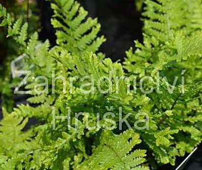 kapraď - Dryopteris filix - mas