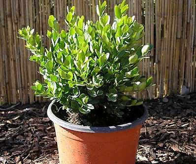 zimostráz - Buxus sempervirens 'Globosa'