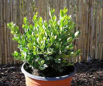 zimostráz - Buxus sempervirens 'Globosa'