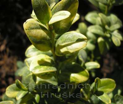 zimostráz - Buxus sempervirens 'Aureovariegata'