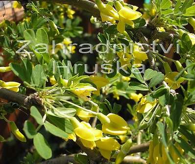 čimišník - Caragana arborescens 'Pendula'
