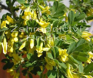 čimišník - Caragana arborescens 'Pendula'