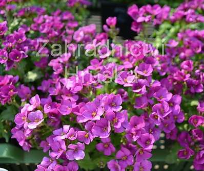 Arabis caucasica Little Treasure Deep Rose
